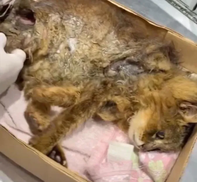 Gato Simba após resgate